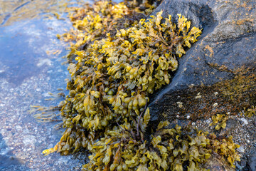 Fucus vesiculosus, bladder wrack or rockweed hanging from a wet rock