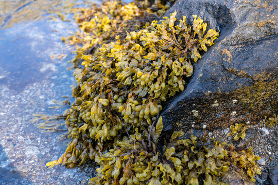 Fucus vesiculosus, bladder wrack or rockweed hanging from a wet rock
