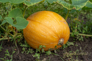 Orange pumpkin grows in green garden
