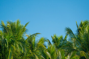 palm tree on blue sky background
