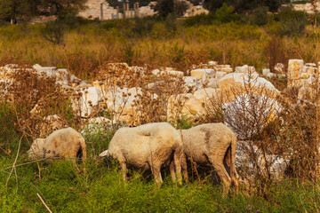 Fototapeta premium A beautiful pastoral scene depicts sheep peacefully grazing in the lush green countryside