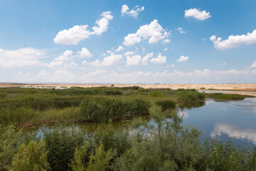 bird, crane, nature, wildlife, animal, wild, beak, birds, heron, feathers, feather, common crane, grass, sandhill crane, crowned, walking, fauna, crown