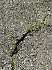アスファルトの割れ目から生えた雑草