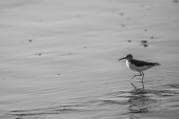 little bird on the beach running