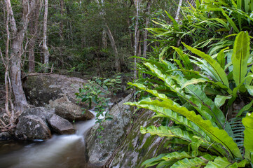 Rainforest creek in the Wet Tropics World Heritage Area of northern Queensland, Australia