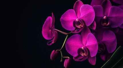 Bouquet of orchid flowers on black background