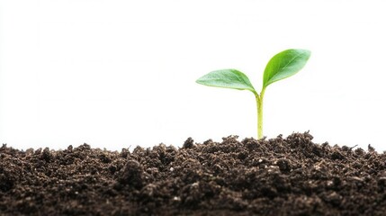 Fototapeta premium A young seedling pushing through the soil, symbolizing perseverance and the promise of growth