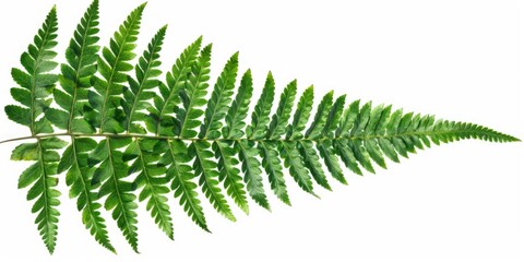 A close-up view of a fern leaf with delicate fronds and veins on a white background