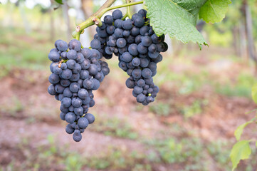 Blue grapes, Pinot Noir wine growing on vine, vineyard in Trier, Moselle Valley, Germany, landscape and agriculture, rhineland palatine
