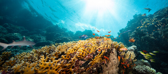 Underwater Tropical Corals Reef with colorful sea fish. Marine life sea world. Tropical colourful underwater seascape.