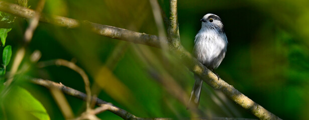 Schwanzmeise // Long-tailed tit (Aegithalos caudatus)