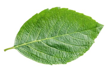 Obraz premium A detailed view of a single leaf on a pure white surface, ideal for backgrounds or textures