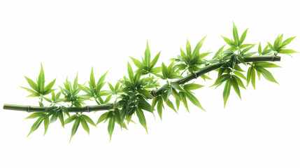 Fototapeta premium Green Bamboo Branch with Lush Leaves Isolated on White Background