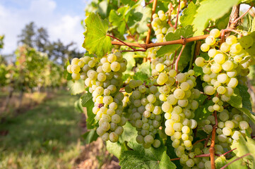 Green riesling wine grapes growing on vine, vineyard in Trier, Moselle Valley Germany, landscape...