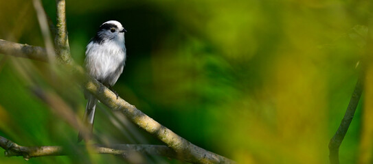 Schwanzmeise // Long-tailed tit (Aegithalos caudatus)