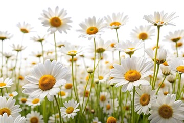Obraz premium Close-up bouquet of white camomiles isolated on white background