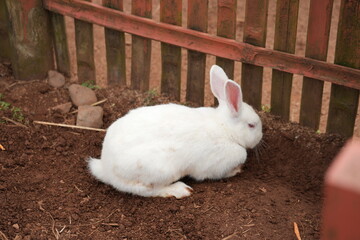 white rabbit on the grass