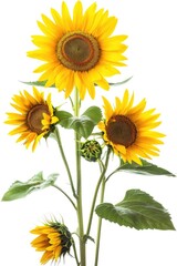 Obraz premium A cluster of bright yellow sunflowers surrounded by lush green leaves