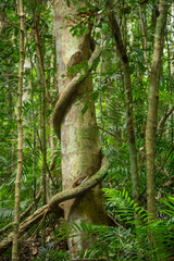 Tropical rainforest in the Wet Tropics World Heritage Area of northern Queensland, Australia