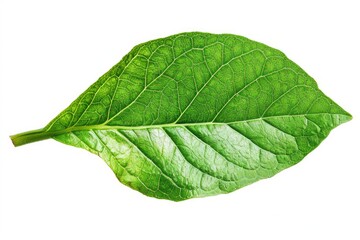 Obraz premium A detailed view of a leaf on a white background