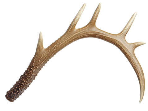 Curved deer antler with multiple points on a transparent background