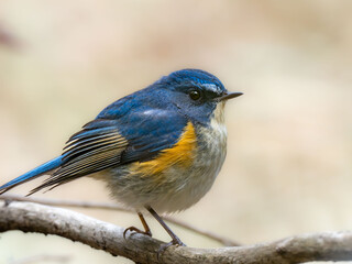 森の中の木陰で枝に留まって周りを見渡しているルリビタキの雄