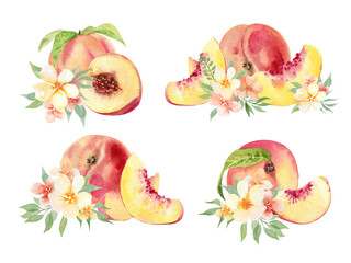 Watercolor hand drawing peaches fruit and flowers. Fruit set of peaches illustrations