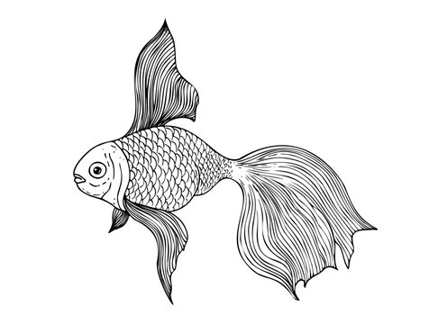 recommend clip art: Vector tropical gold fish. Hand painted line exotic reef. Graphic tropical clip art isolated on background. Underwater illustration. For designers, invitations, decoration, postcards, wrapping