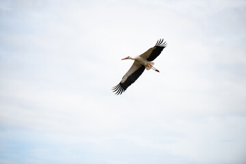 Stork buliding a nest with branches, bird migration in Alsace, Oberbronn France, breeding in spring 
