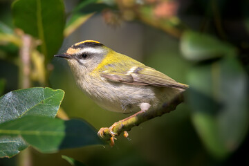 Common Firecrest perched on a branch in a tree in the Bolue wetland, Getxo