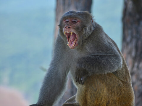 Close-up of an angry monkey showing sharp teeth in a fierce aggressive threat display.