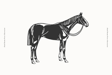 Black and white vector illustration of a horse with a bridle, standing in profile.