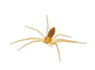 Crab spider isolated on white background, Philodromus albidus