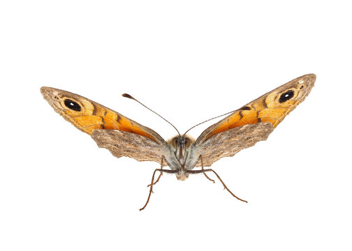 Wall brown butterfly isolated on white background, Lasiommata megera female