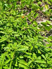 Obraz premium green leaves background