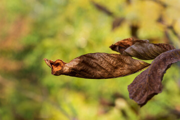 Minimalistic autumn background with dry leaf