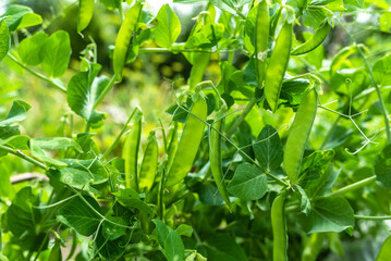 Fresh green pea pods on a pea bushes. Growing plants in the garden. Organic farming concept.