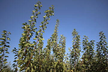 apricot tree branches against blue skey  