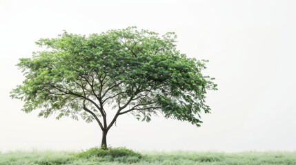 Fototapeta premium Solitary tree in misty green field