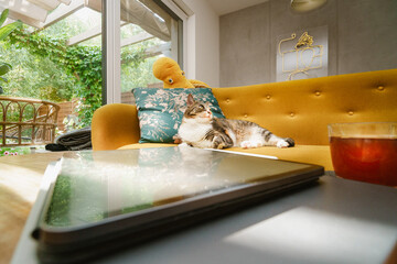 Home interior with green plants. Cat lying on sofa. Wooden table with laptop e-book graphic tablet. Neon on the wall