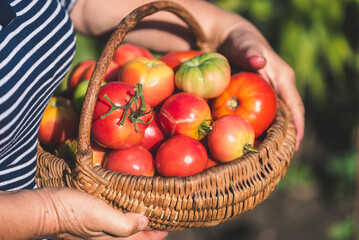 Farmer with freshly harvested tomatoes, holding basket with organic vegetables harvested in sunny day. Homegrown tomato harvest in organic garden. Vegetable growing concept.