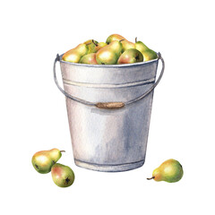 Metal garden bucket filled with fresh juicy pear fruits. Hand drawn botanical composition. Watercolor illustration isolated on white. For clip art cards menu label package