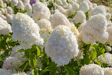 Bushes of hortensia with white flowers in sunny day