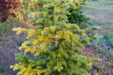 Part of trunk with braches of young white fir