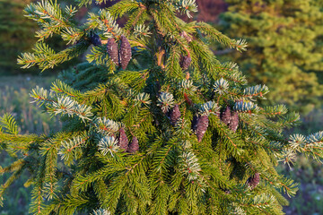 Branches of black spruce with immature cones in sunny morning