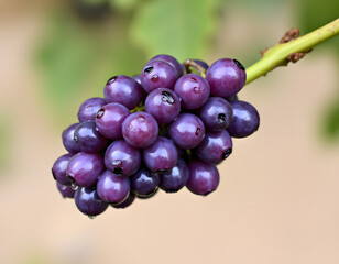 Fototapeta premium A single bunch of purple grapes, covered in fine dew.