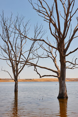 Flooded environment with dead trees. Badajoz, Siberia extremena. Spain