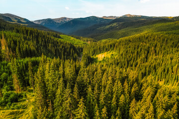 Aerial view of  Transalpina road with many serpentines crossing forest in  Carpathian mountains. Aerial mountains forest trees with road.