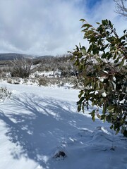 snow covered trees
