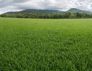 green rice field